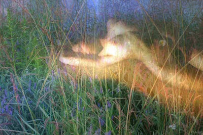 Mirage of July by Alexander Vlasyuk - search and link Fine Art with ARTdefs.com