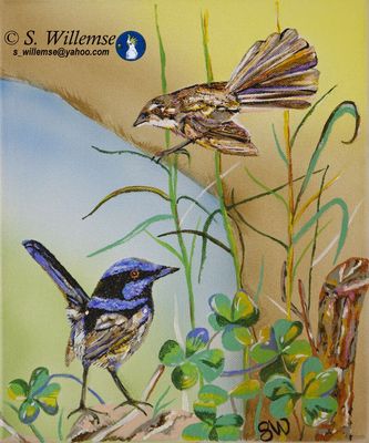 Fairy- wrens by Susan Willemse - search and link Fine Art with ARTdefs.com