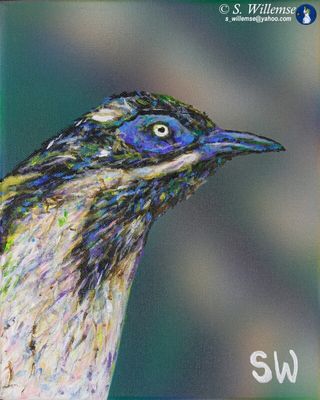 Blue-faced honeyeater by Susan Willemse - search and link Fine Art with ARTdefs.com