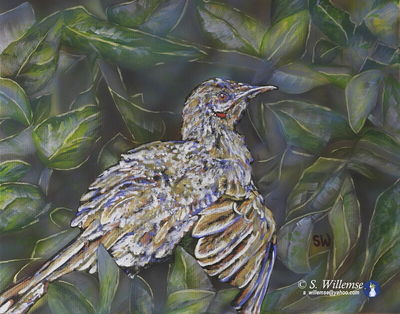 Sunbathing Wattlebird by Susan Willemse - search and link Fine Art with ARTdefs.com