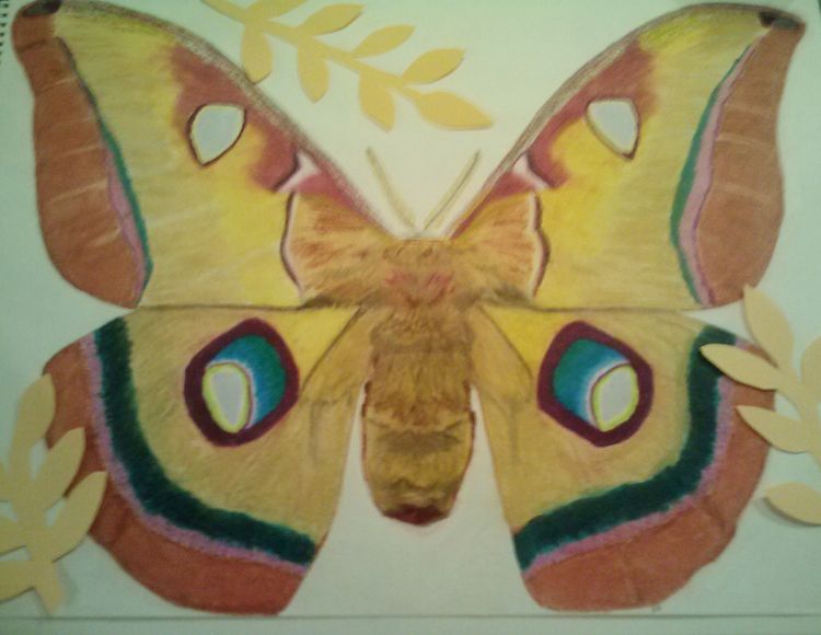 Polyphemus Moth1 by Susan Royer - search and link Fine Art with ARTdefs.com