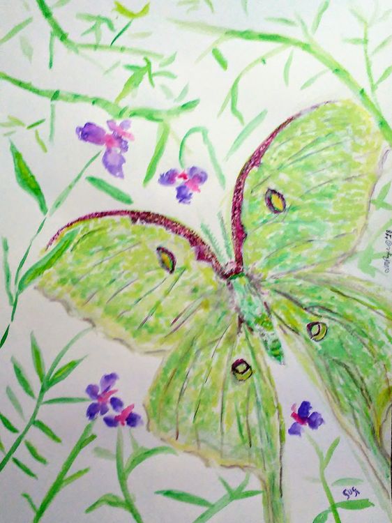 Luna Moth Fly By by Susan Royer - search and link Fine Art with ARTdefs.com